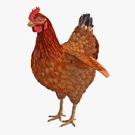 3D Brown Chicken